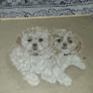 Meet your Posher, Deb